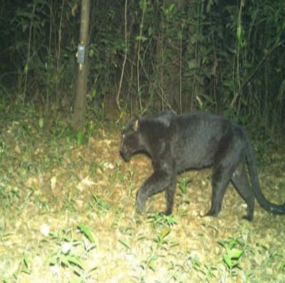 Black Panther spotted in Goa's Mollem sanctuary Black Panther spotted in Goa's Mollem sanctuary