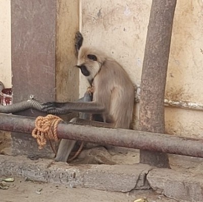 Captive gray langur rescued by PETA Captive gray langur rescued by PETA