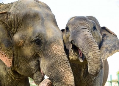 Man-animal conflict: Elephants trample farmer to death in Andhra Man-animal conflict: Elephants trample farmer to death in Andhra