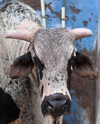 UP farmer gored to death by stray bull