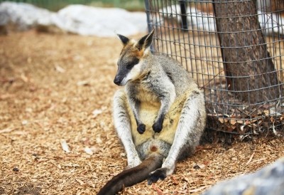 Over 60 Australian species face extinction within 20 yrs: Study Over 60 Australian species face extinction within 20 yrs: Study