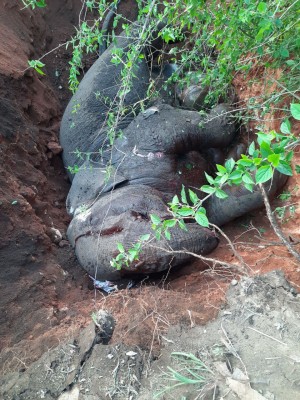 Two loco pilots booked for death of 3 elephants in TN Two loco pilots booked for death of 3 elephants in TN