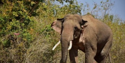 Did a cat make Kerala tusker run uncontrolled? Did a cat make Kerala tusker run uncontrolled?