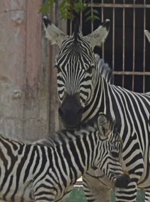 Lucknow zoo loses zebra as it celebrates its centenary Lucknow zoo loses zebra as it celebrates its centenary