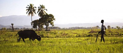 COP26: Nature-based solutions win on ground too