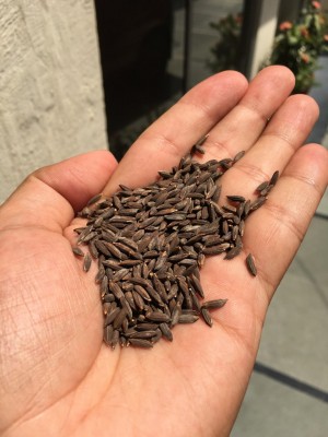 Black rice production in Assam now Black rice production in Assam now
