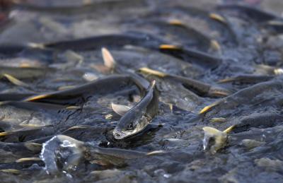 India Rivers Week concludes with pledge to protect fish, rivers India Rivers Week concludes with pledge to protect fish, rivers