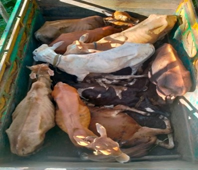 Assam: 35 cattle heads rescued by the police Assam: 35 cattle heads rescued by the police