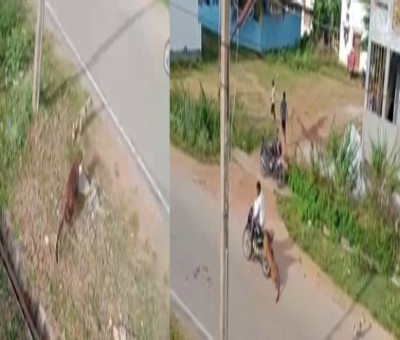 Karnataka: Leopard that injured three people, caught