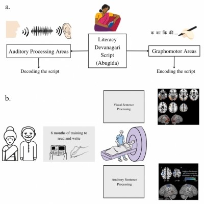 Devanagari literacy increases functional connectivity between acoustic-phonetic, graphomotor brain areas: Study