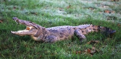 TN forest dept to erect sign boards after crocodile attack kills boy