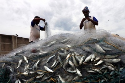 Sri Lankan Navy detains 23 Indian fishermen Sri Lankan Navy detains 23 Indian fishermen