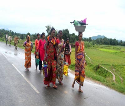 Rain deficit in June-July, heavy rain in Sept-Oct hit WB paddy yield