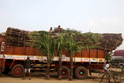 Fluorescent paint strips must for vehicles carrying sugarcane in UP