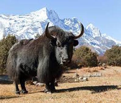 Himalayan Yak gets FSSAI tag, to boost bovine economy