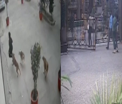 Stray dogs attack 11-year-old in Ghaziabad, incident recorded in CCTV Stray dogs attack 11-year-old in Ghaziabad, incident recorded in CCTV