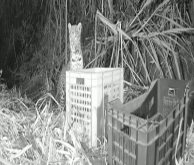 Maha: Anxious leopard mom reunites with 3 cubs in 48 hrs