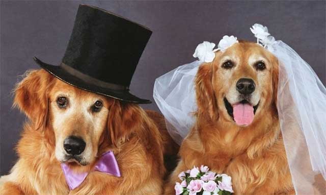 Childless couple to organise pet dogs' marriage