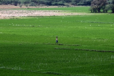 TN farmers relieved as crop insurance deadline extended to Nov 21