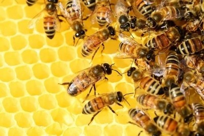 Bees sting UP farmer to death