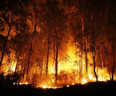 Massive forest fire ravages 3,600 hectares of land in Chile Massive forest fire ravages 3,600 hectares of land in Chile