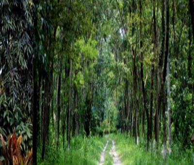Disappearing forest cover exposes NE to erratic climate shifts Disappearing forest cover exposes NE to erratic climate shifts