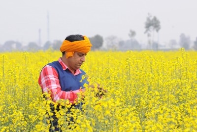 Centre bats for GM mustard in SC: Will make India self-sufficient in edible oil Centre bats for GM mustard in SC: Will make India self-sufficient in edible oil