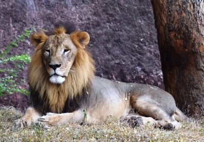 Pharma company adopts African lion at Hyderabad Zoo