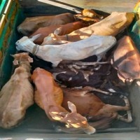 Goa to lift ban on cattle transportation for slaughtering