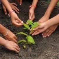 Resolve inadequacy of plantation, horticulture works: NGT to UP Chief Secy