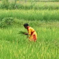 BJP, BJD engaged in tug of war over delay in settling crop insurance claims