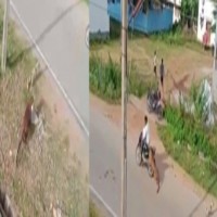 Karnataka: Leopard that injured three people, caught