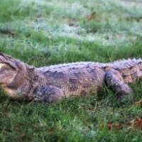 TN forest dept to erect sign boards after crocodile attack kills boy