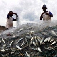 Sri Lankan Navy detains 23 Indian fishermen