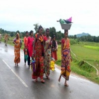 Rain deficit in June-July, heavy rain in Sept-Oct hit WB paddy yield