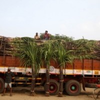Fluorescent paint strips must for vehicles carrying sugarcane in UP