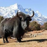 Himalayan Yak gets FSSAI tag, to boost bovine economy