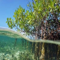 Blue Carbon - World's most efficient absorbers of CO2 and long-term carbon sinks