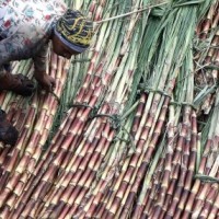 Cane growers get decomposer substance to check stubble burning in UP