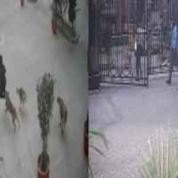 Stray dogs attack 11-year-old in Ghaziabad, incident recorded in CCTV