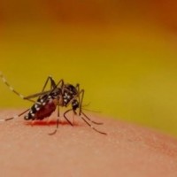 Lucknow reports 42 new dengue cases in 24 hrs