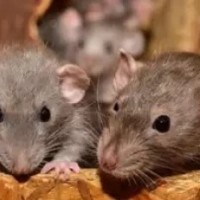 UP Police claim: 'Rats ate up 581 kg marijuana'