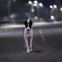 UP: Probe ordered as stray dog carries foetus in mouth