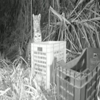 Maha: Anxious leopard mom reunites with 3 cubs in 48 hrs