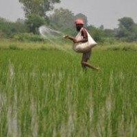 Adequate fertilisers available to meet needs of farmers in Rabi season, says Centre