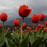 Generally cloudy weather in J&K during last 24 hours