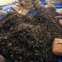 Youth arrested in Goa with marijuana