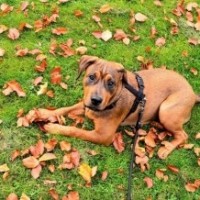 Consumer Court directs MCG to pay Rs 2 lakh compensation to dog-bite victim