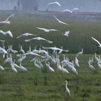 TN to establish Ornithological Conservation Centre