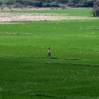 TN farmers relieved as crop insurance deadline extended to Nov 21